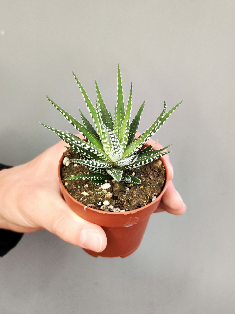Хавортия Фасциата Альба (Haworthia Fasciata Alba) D8см