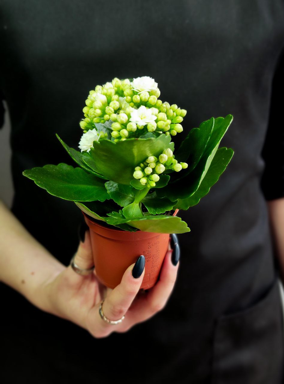 Каланхоэ Розалина Белая (Kalanchoe Rosalina White) D6см