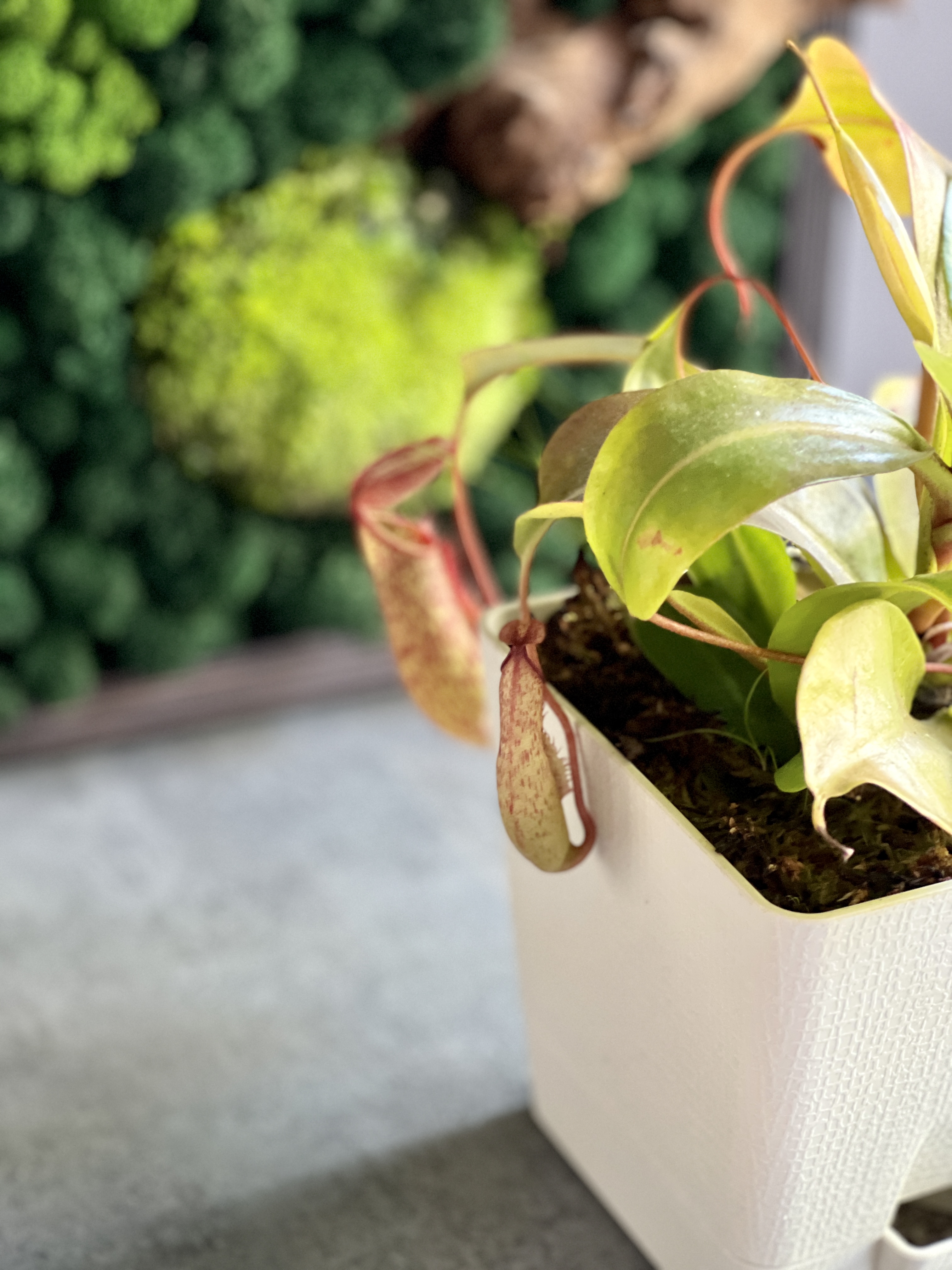 Непентес Жентли (лат. Nepenthes Gentle) пересаженный D12см