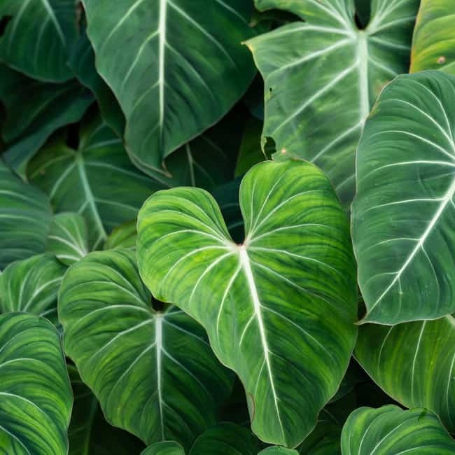 Филодендрон Глориозум (Philodendron Gloriosum) D6см
