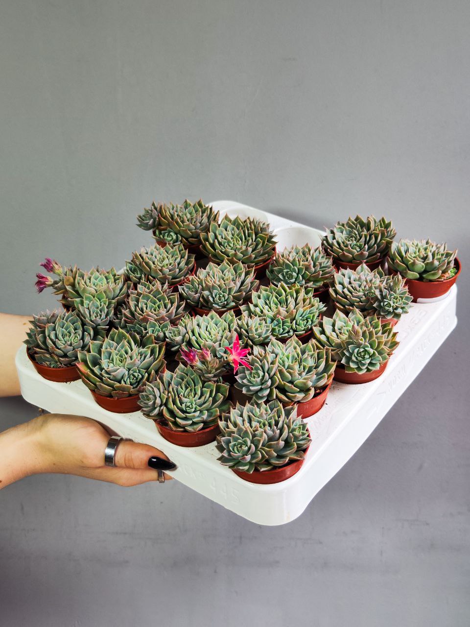 Граптопеталум Расби Грин (Graptopetalum Rusbyi Green) D5см