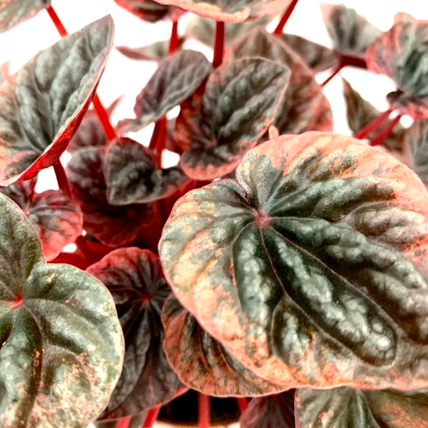 Пеперомия Каперата Абрикос (Peperomia Caperata Abriсos) D11см
