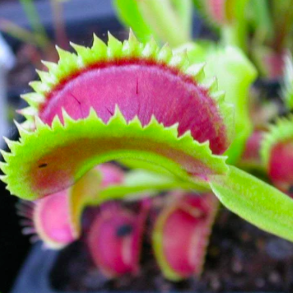 Венерина Мухоловка, Дионея Зверская Акула (Dionaea Muscipula Brutal Shark) D9см