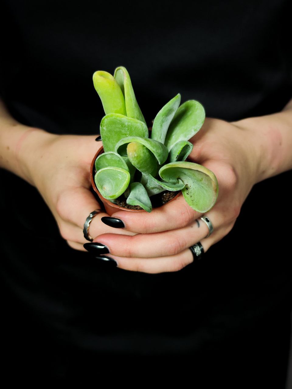 Каланхоэ Орикула Грин (Kalanchoe Oricula Green) D5см