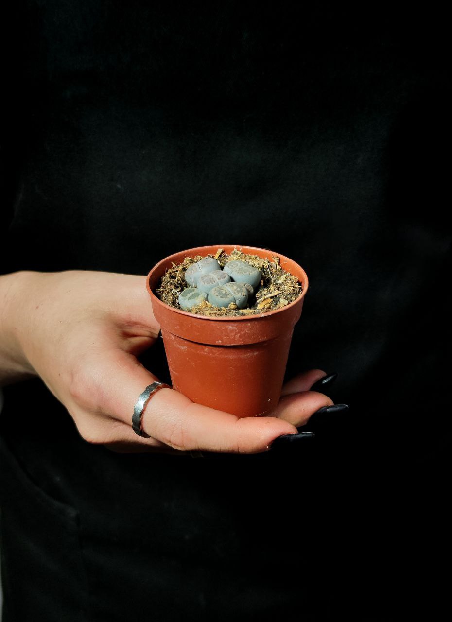 Литопсы Микс Мини (Lithops Mix Mini) D5см
