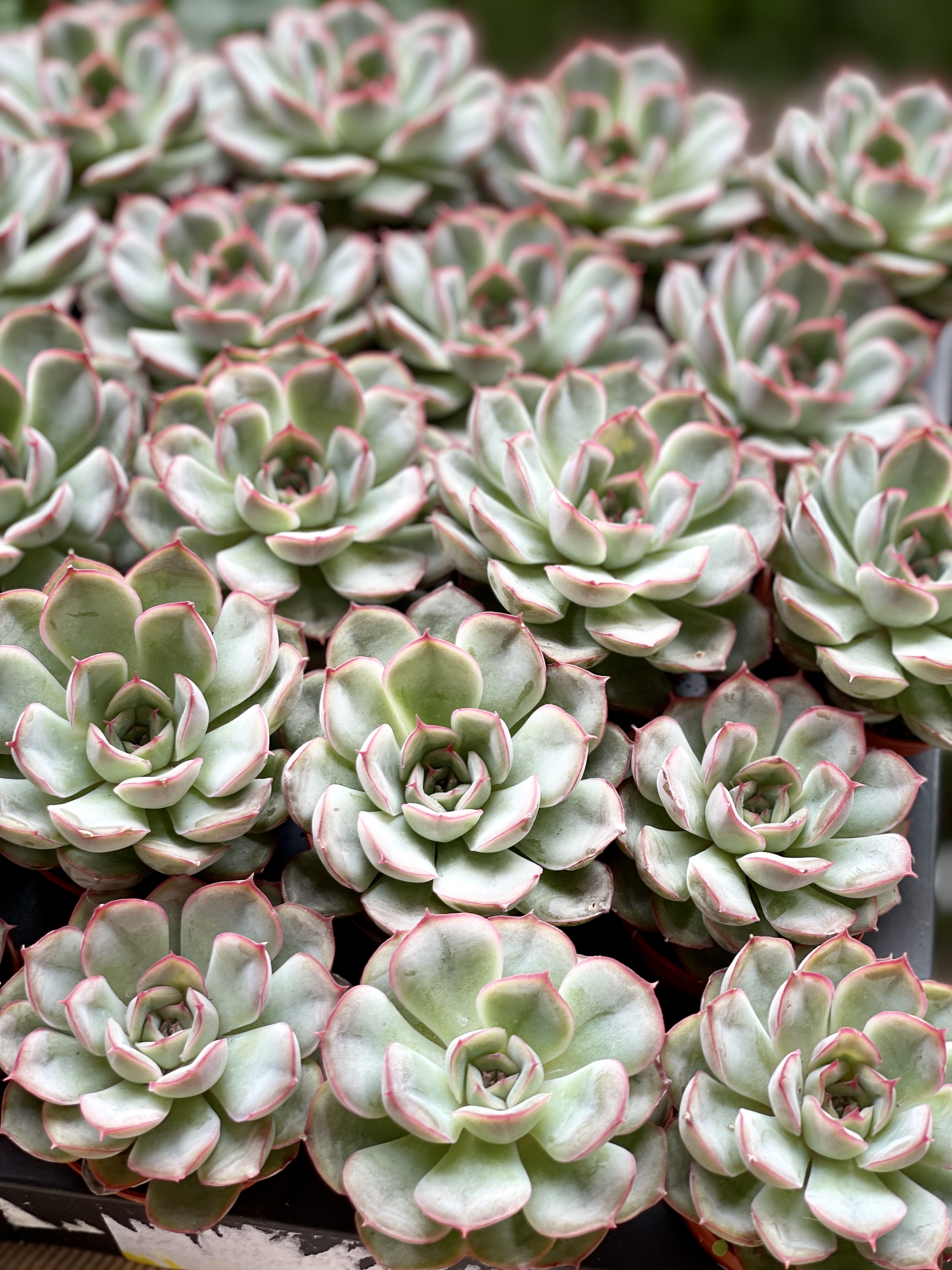 Эхеверия Мистери (Echeveria Mystery) D5см