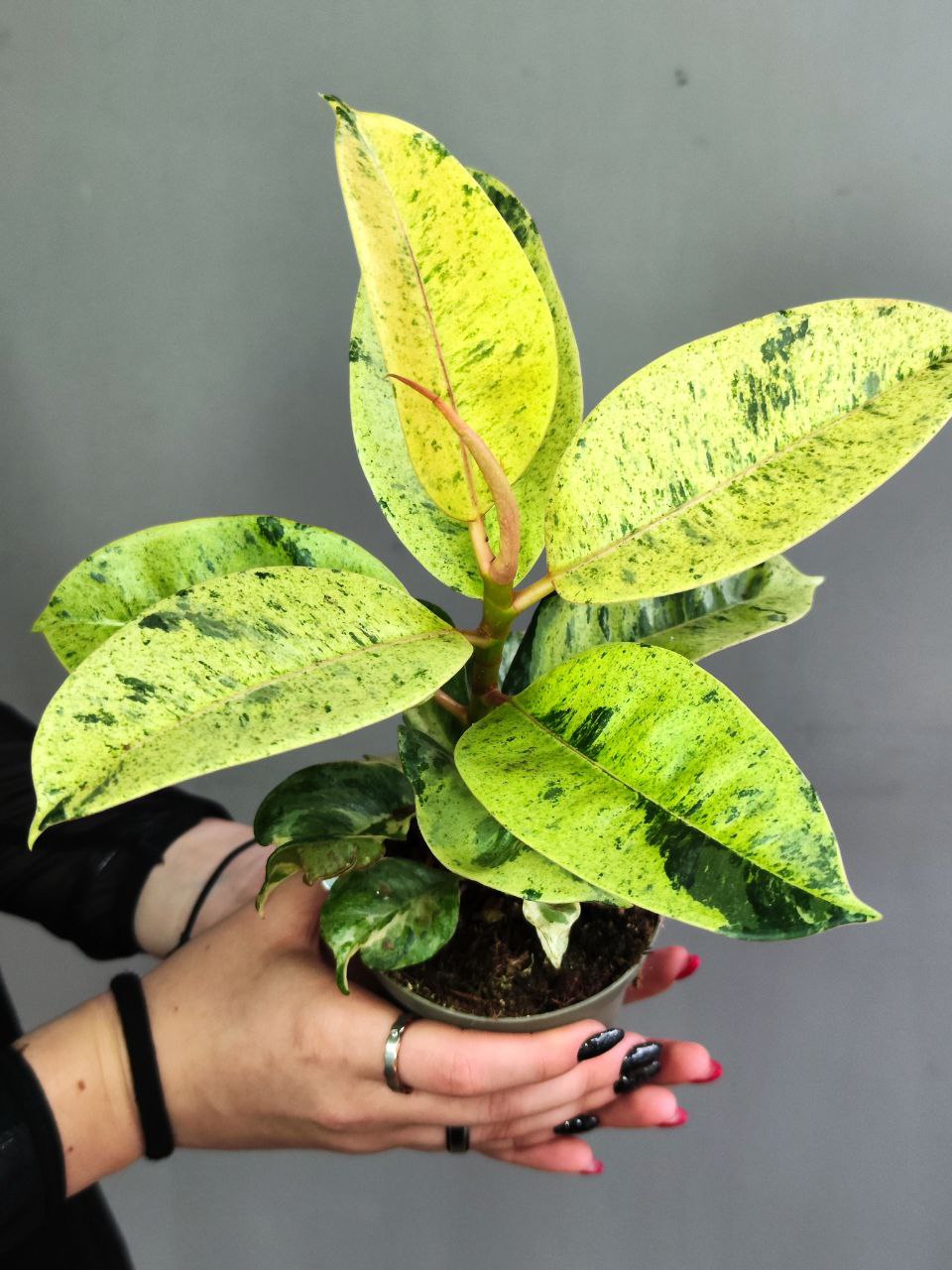 Фикус Вариегатный Эластика Шрайвериана (Ficus Elastica Shivereana) D10см