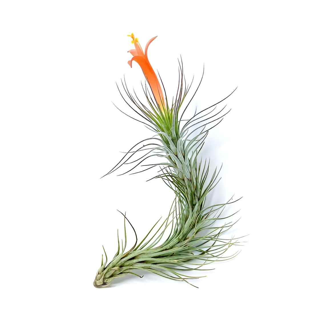 Тилландсия Фанкиана Крейзи Лав (Tillandsia Funckiana Crazy Love)