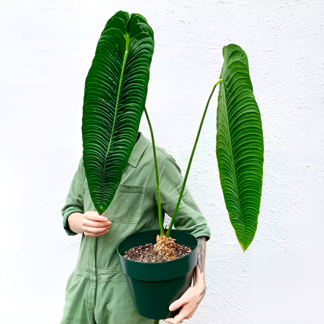 Антуриум Вейча, или Король Антуриум (Anthurium Veitchii) D12см