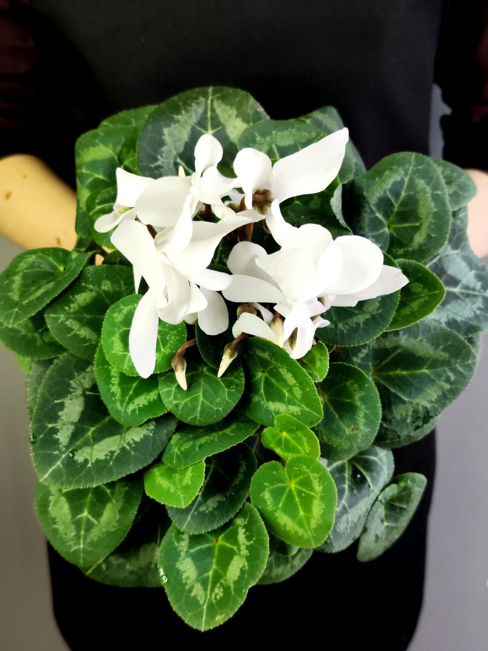 Цикламен Европейский Белый (Cyclamen Europaeum White) D12см