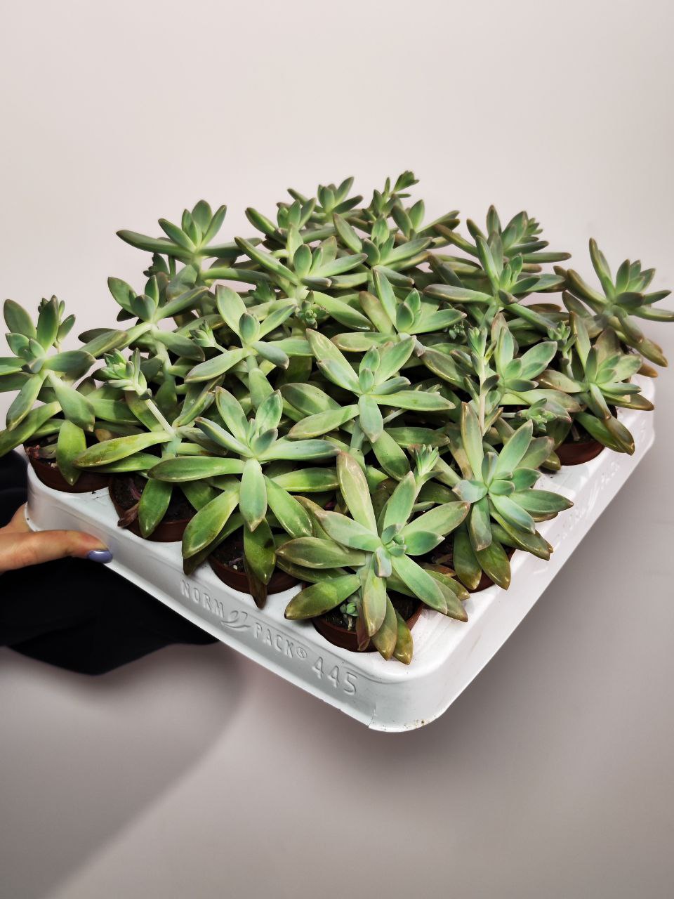 Пахифитум Контрерас (Pachyphytum Сontrerasii) D5см