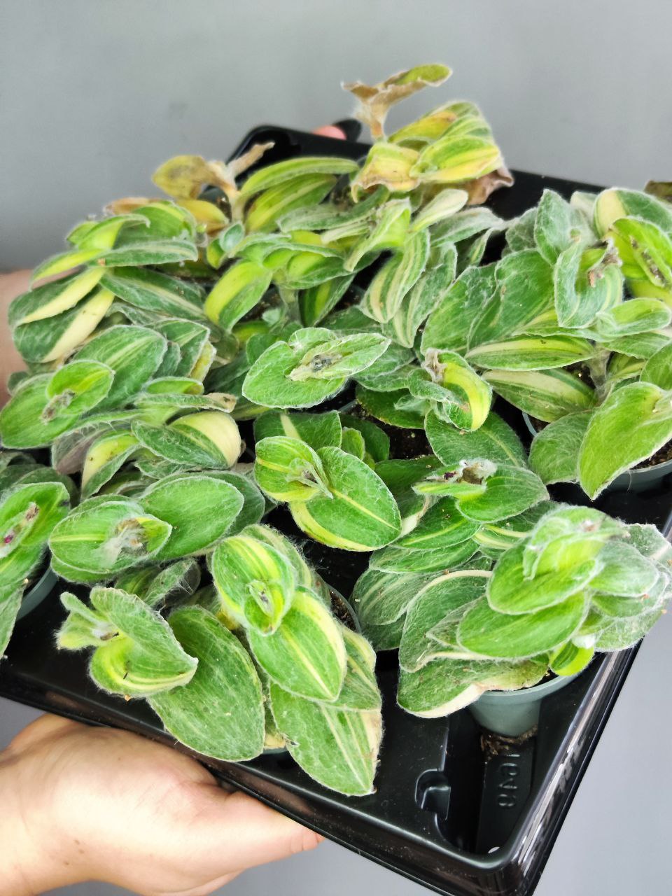 Традесканция Силламонтана Вариегатная (Tradescantia Sillamontana Variegata) D6см