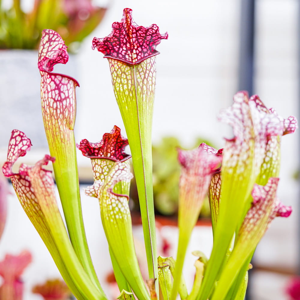 Саррацения Лейкофилла Красная (Sarracenia Leucophylla Red) D9см