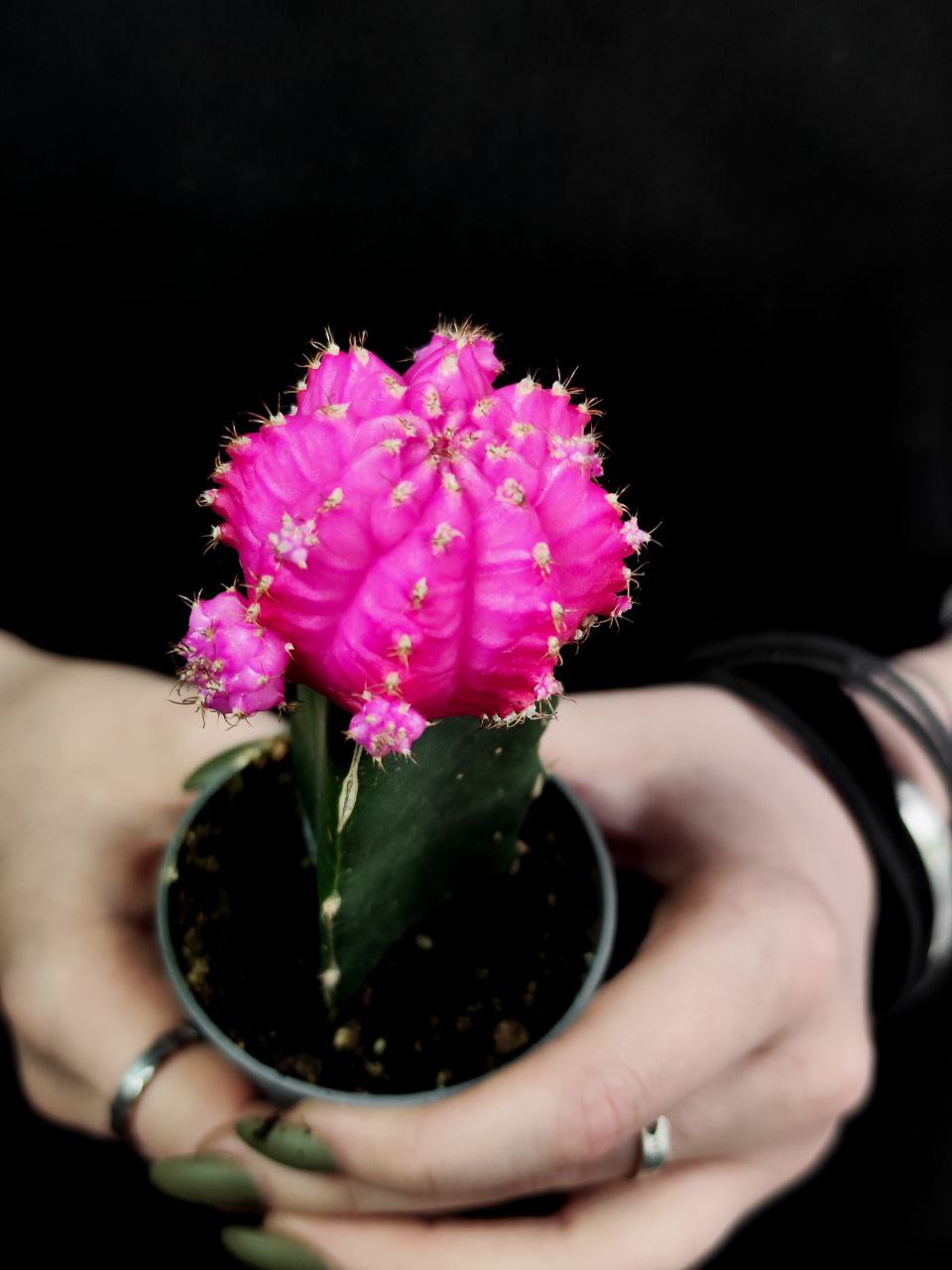 Кактус Гимнокалициум Михановича Розовый (Gymnocalycium Mihanovichii Pink) D5см