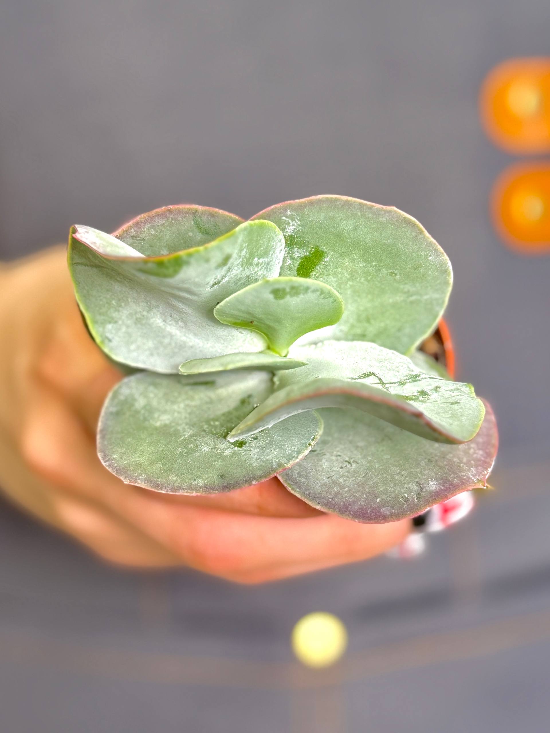 Котиледон Орбикулата Ред Флейм (Cotyledon Orbiculata Red Flame) D5см