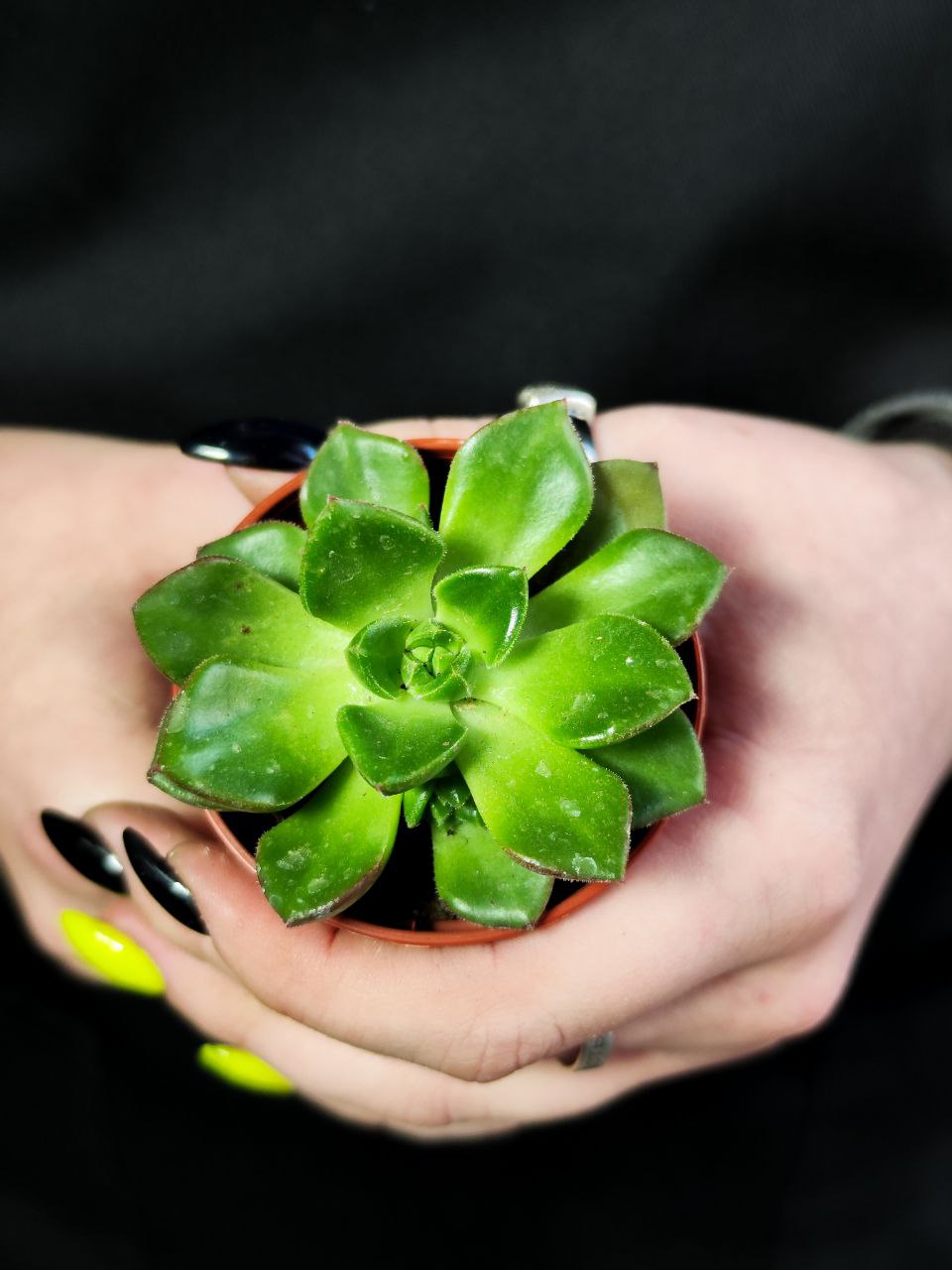 Эхеверия Аффинис Грин (Echeveria Affinis Green) D5см