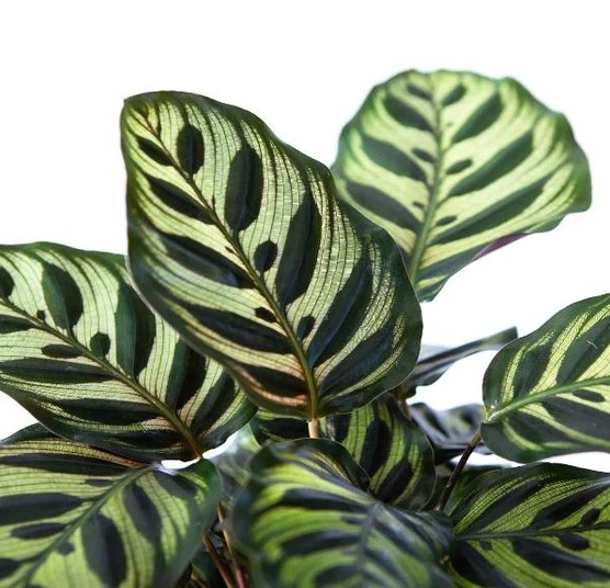 Калатея Макояна (Calathea Makoyana) D7см