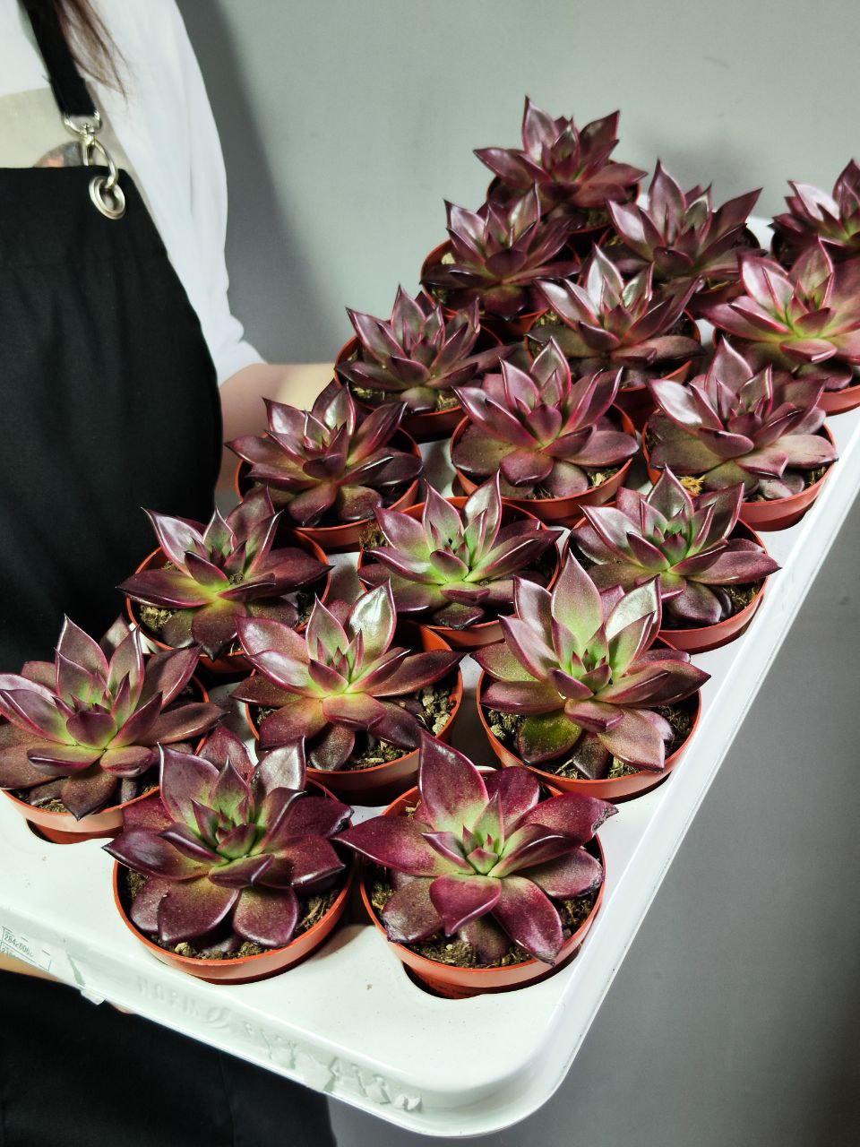 Эхеверия Таурус (Echeveria Taurus) D8см