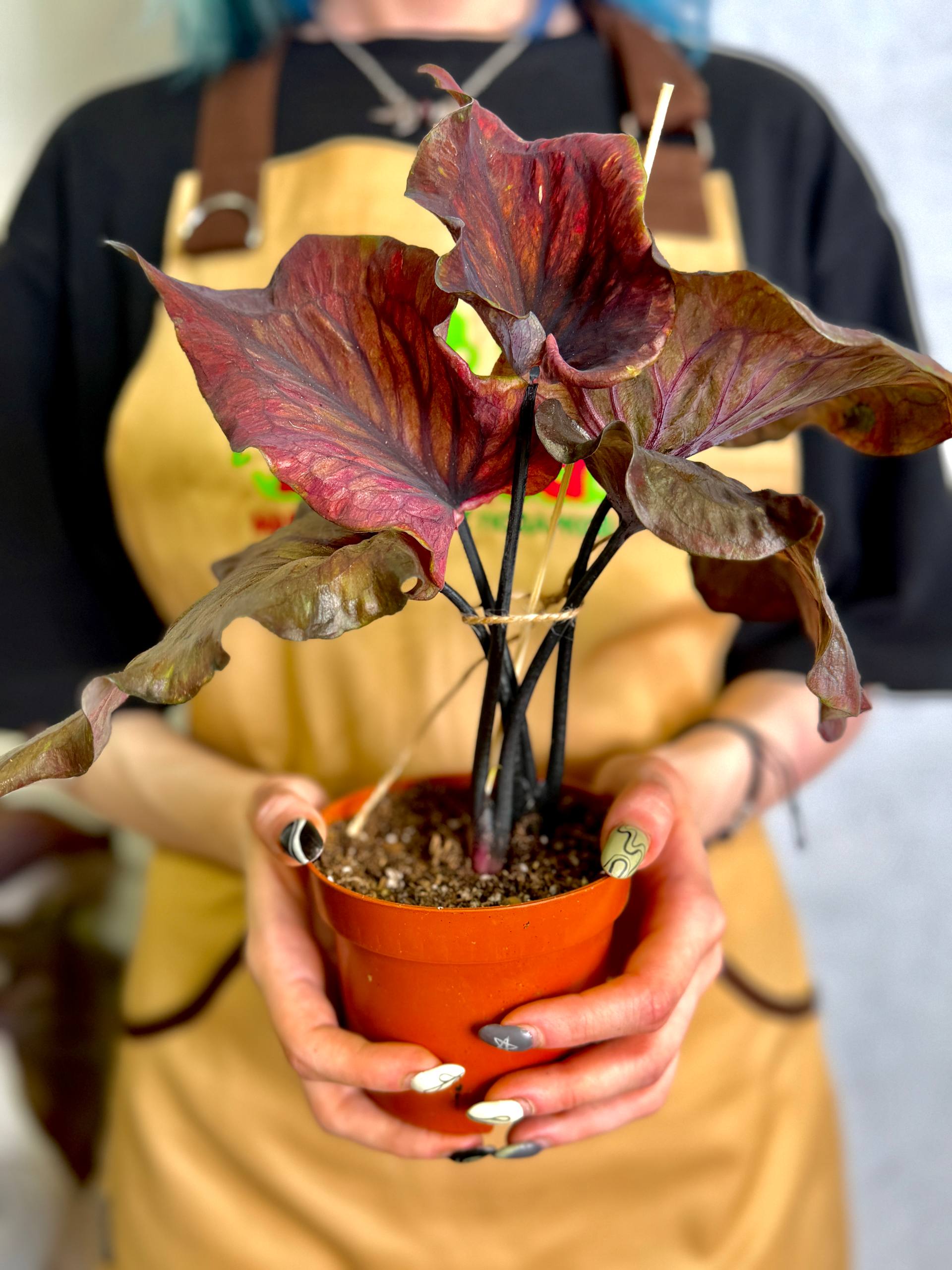 Каладиум Блэк Гибрид (Caladium Black Hibrid) D12см
