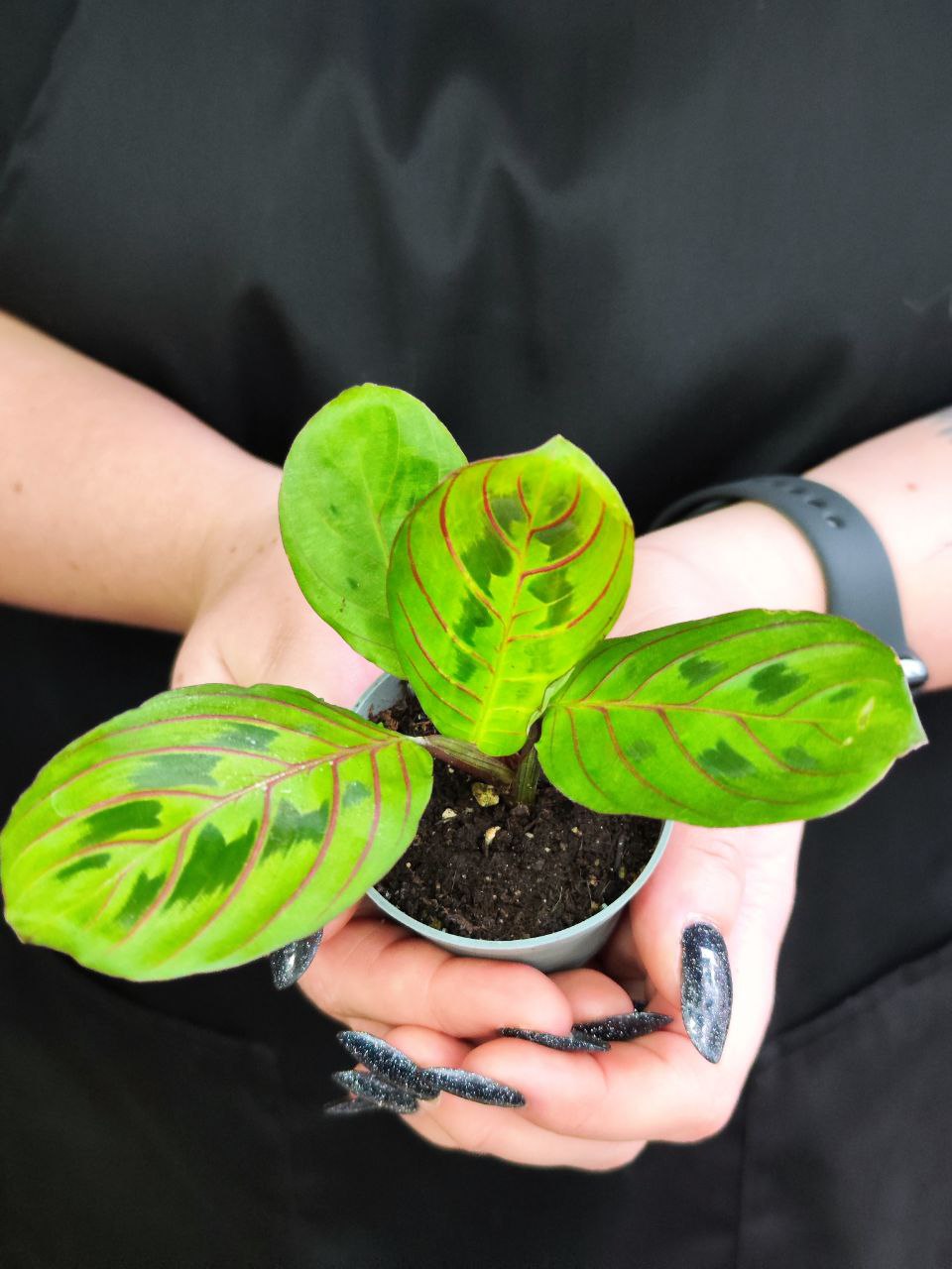 Маранта Ред Страйп (Maranta Red Stripe) D6см