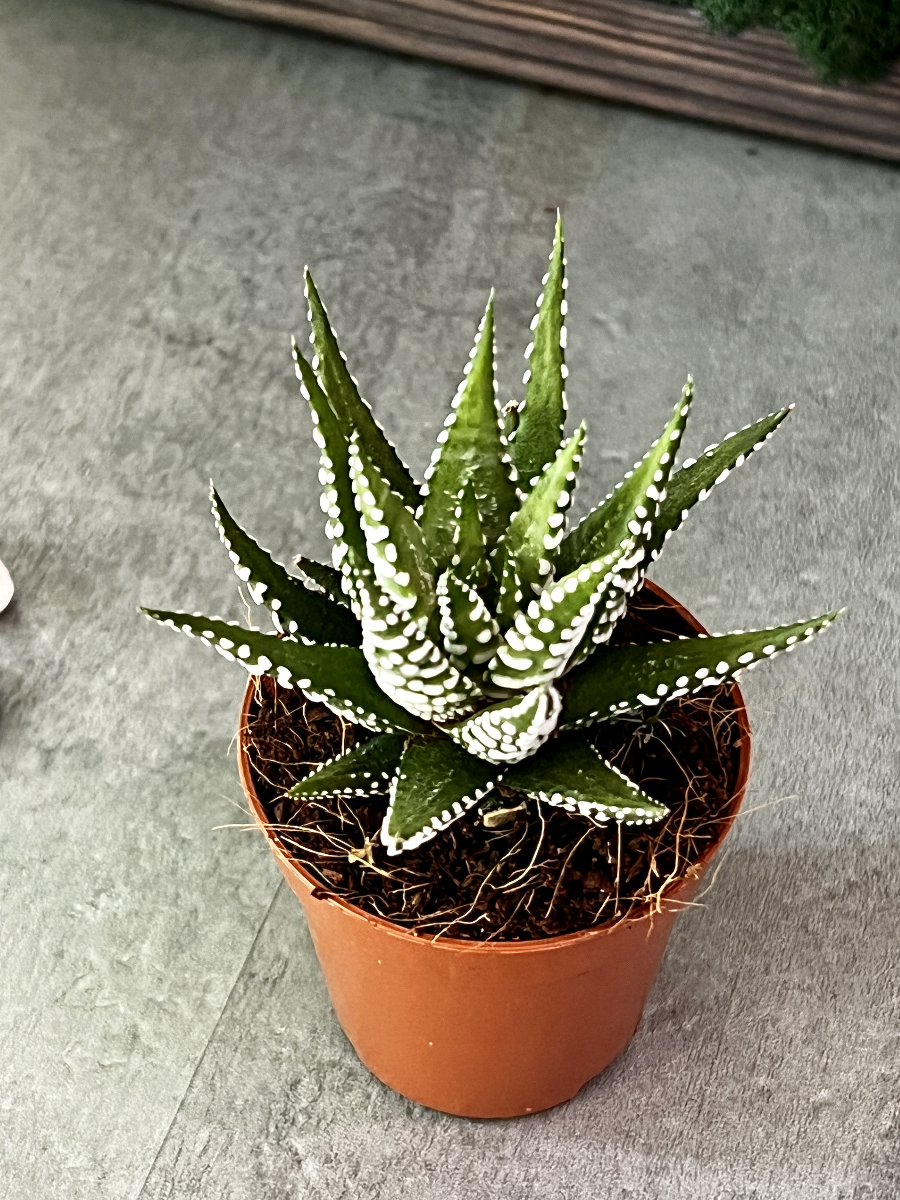 Хавортия Полосатая (Haworthia Fasciata) D5см