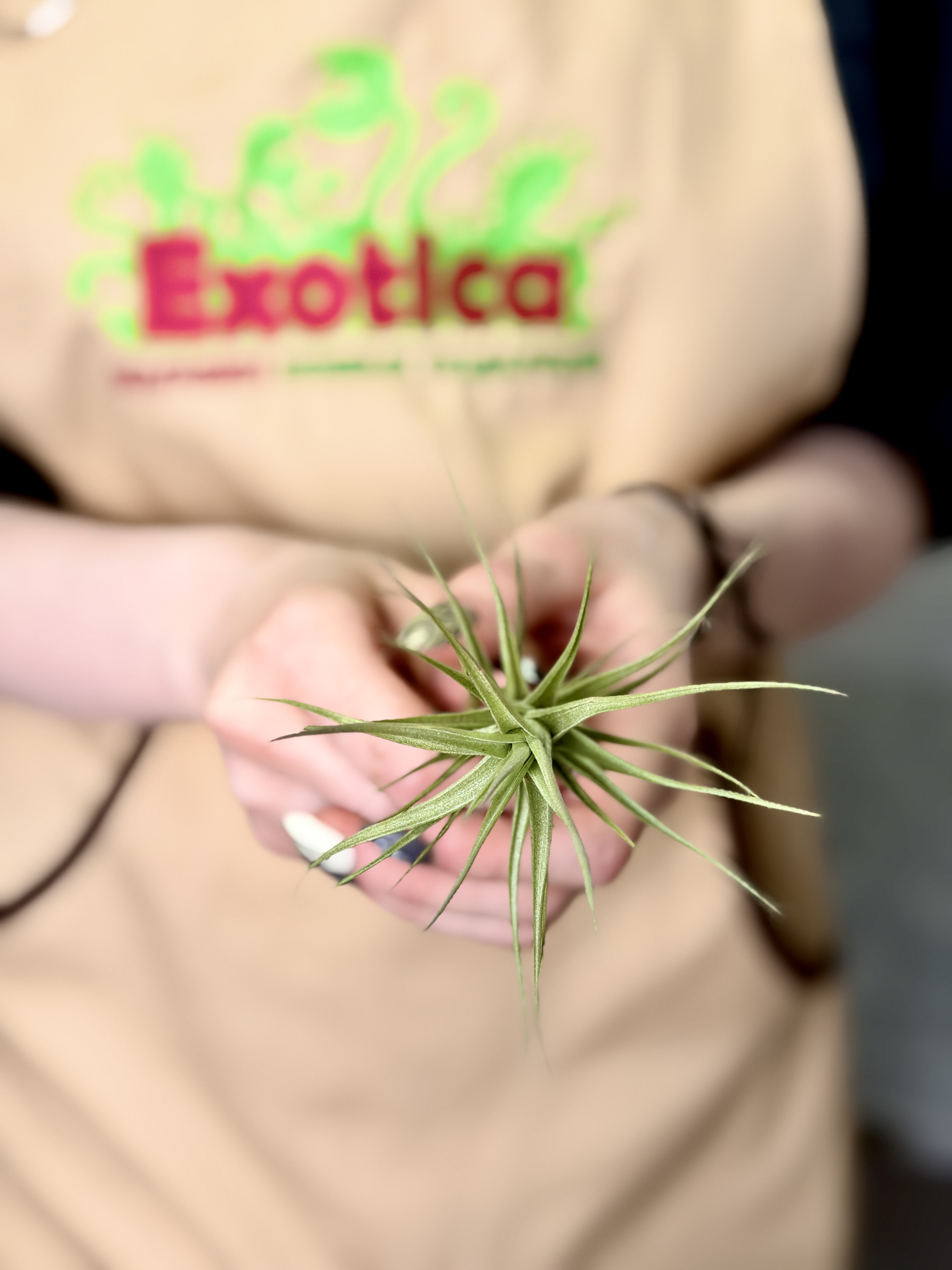 Тилландсия Бергери (Tillandsia Bergeri)
