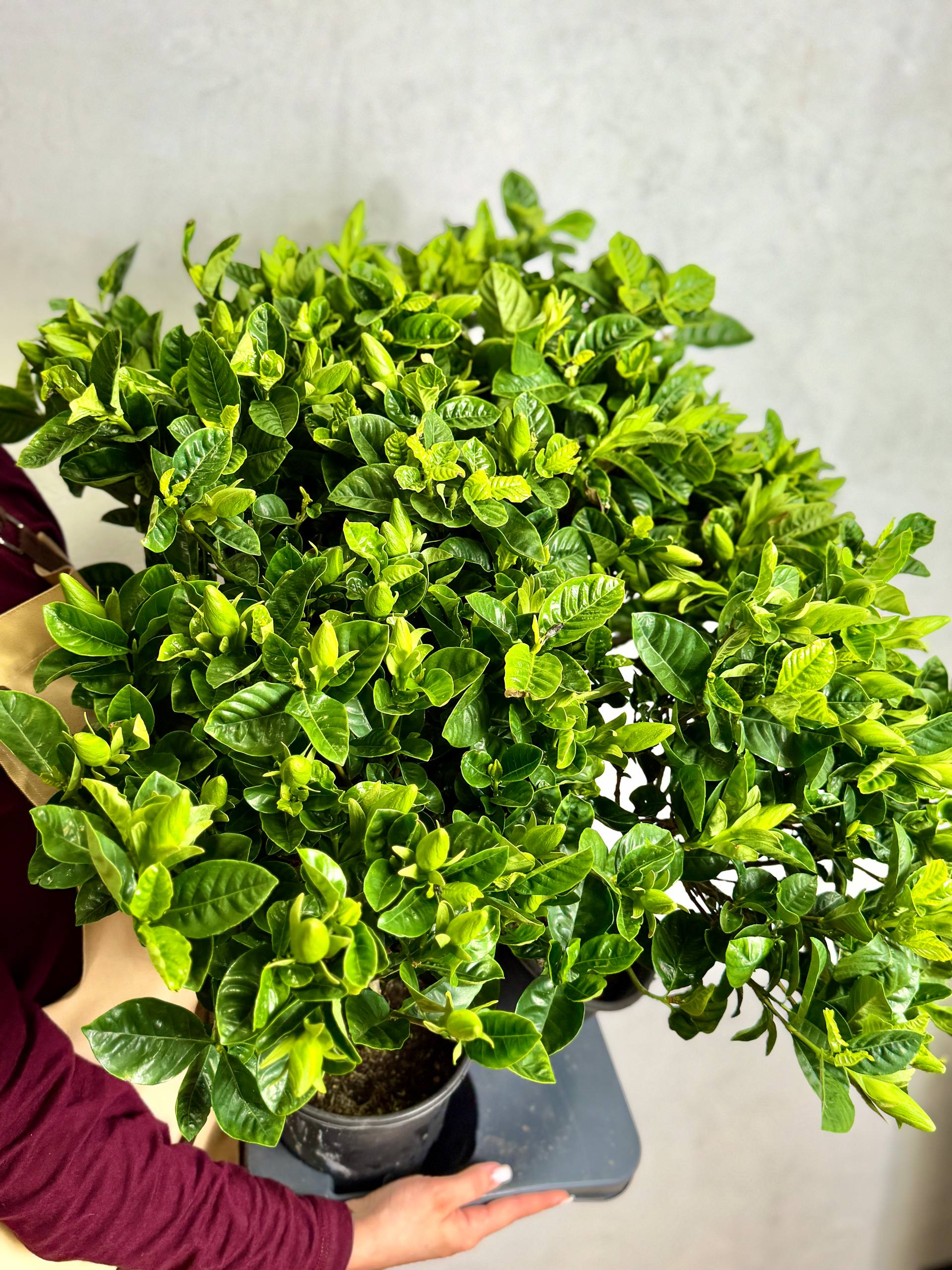 Гардения Жасминовидная (Gardenia Jasminoides) D15см