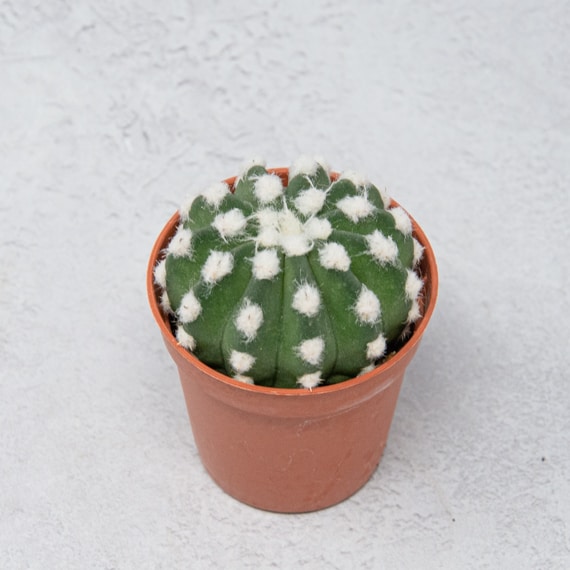 Кактус Эхинопсис Денудатум, одиночный (Echinopsis Denudatum) D5см
