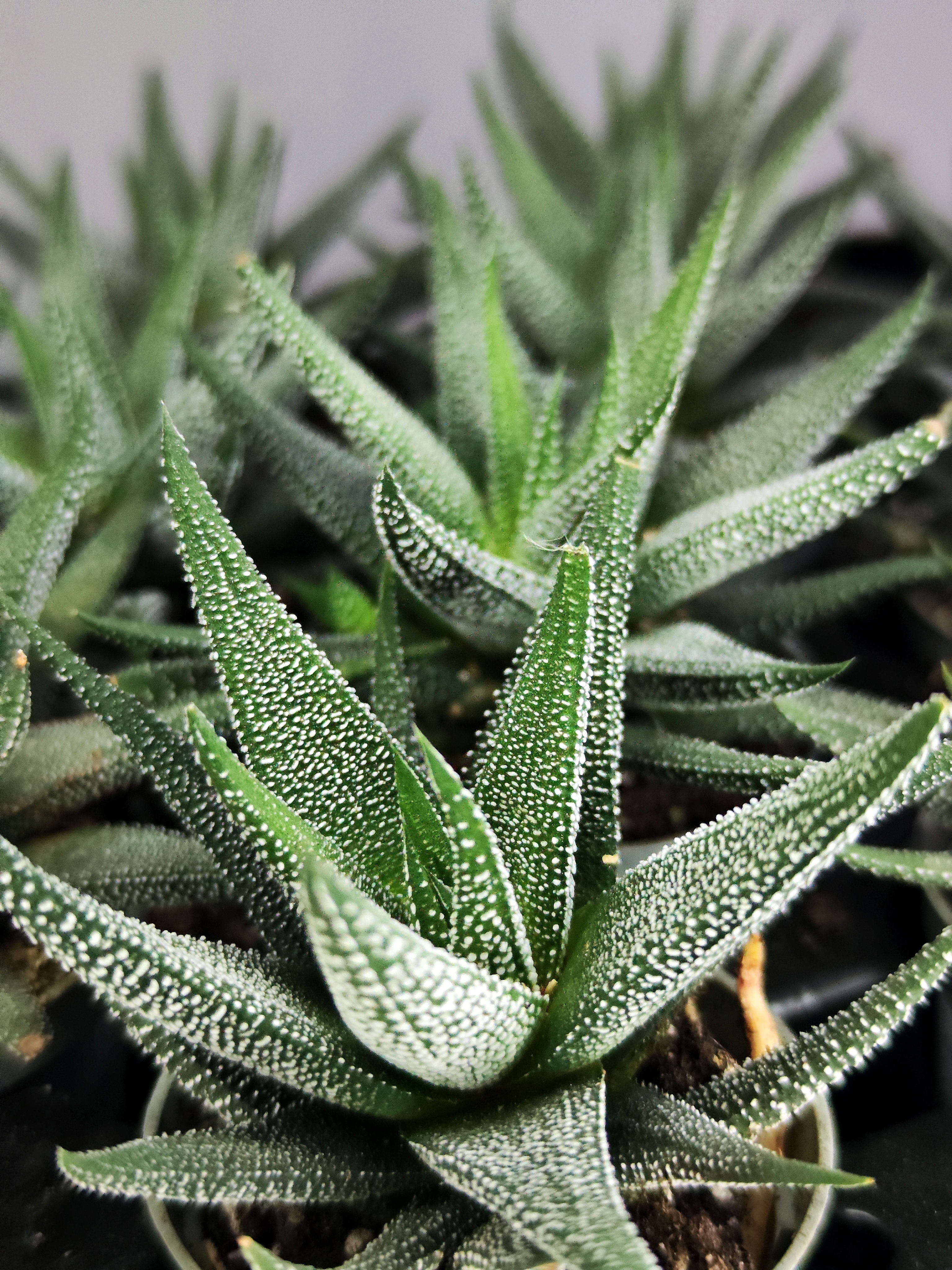 Хавортия Оттянутая, или Аттенуата (Haworthia Attenuata) D5см