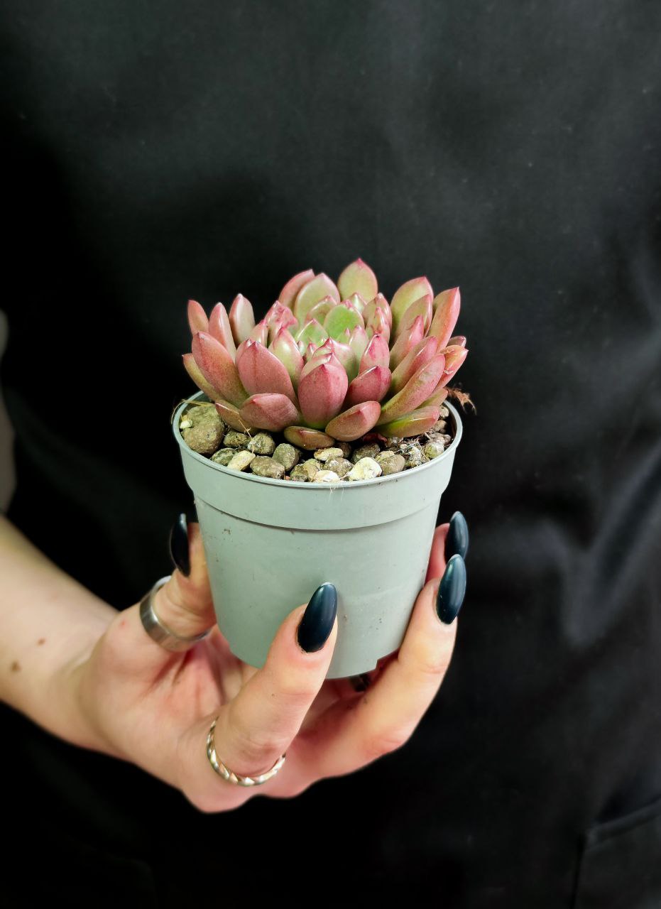 Граптоверия Башфул (Graptoveria Bashful) D6,5см