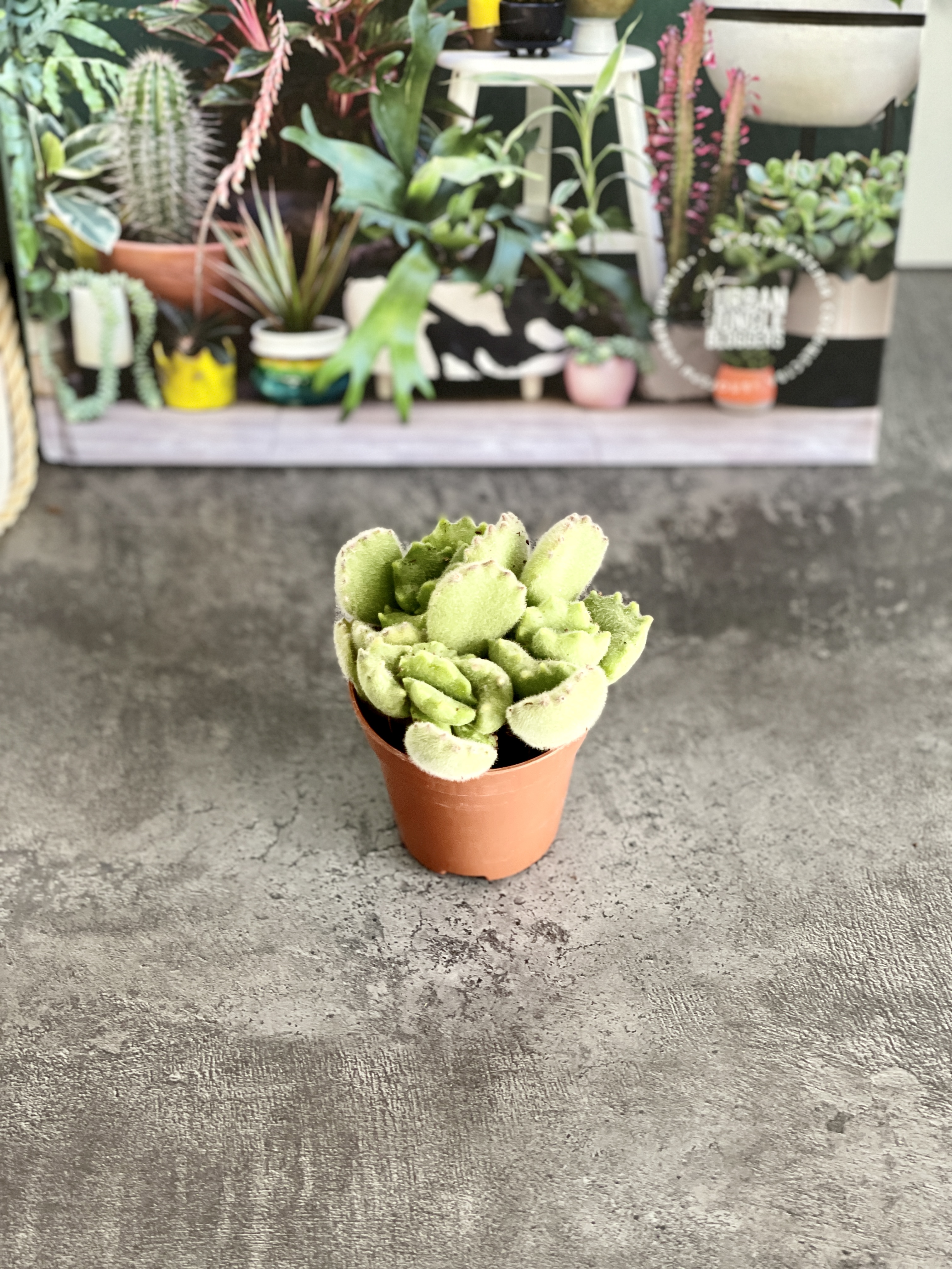 Котиледон Войлочный, или  Медвежьи Лапки (Cotyledon Tomentosa) D5см