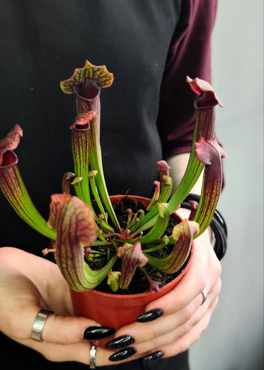 Саррацения Томас (Sarracenia Thomas) D9cм