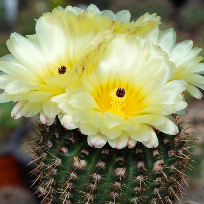 Нотокактус Шлоссера (Notocactus Schlosseri) D5см