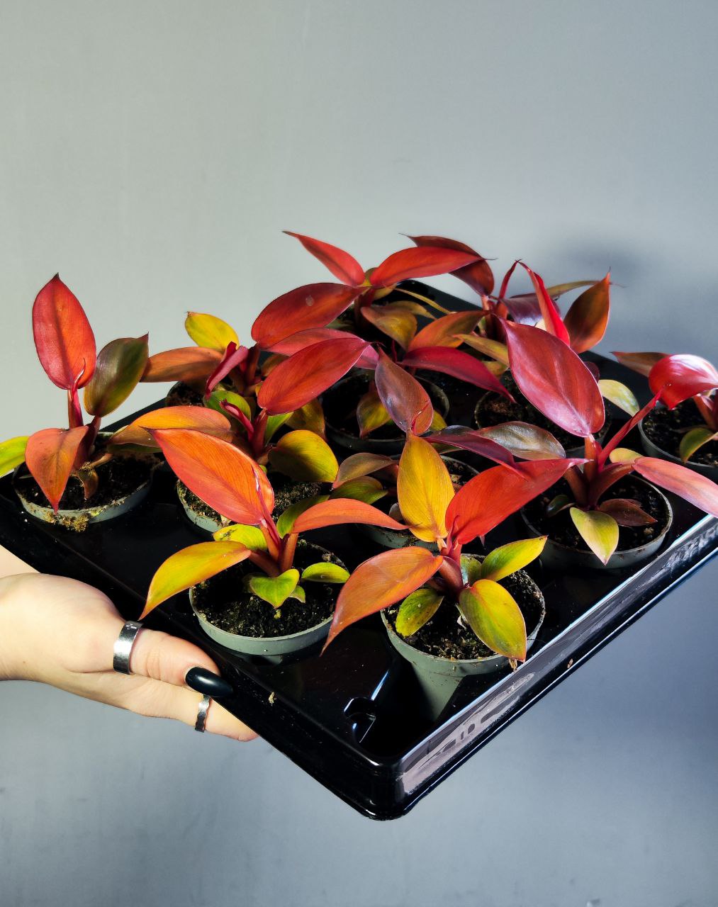 Филодендрон Ред Сан (Philodendron Red Sun) D6см