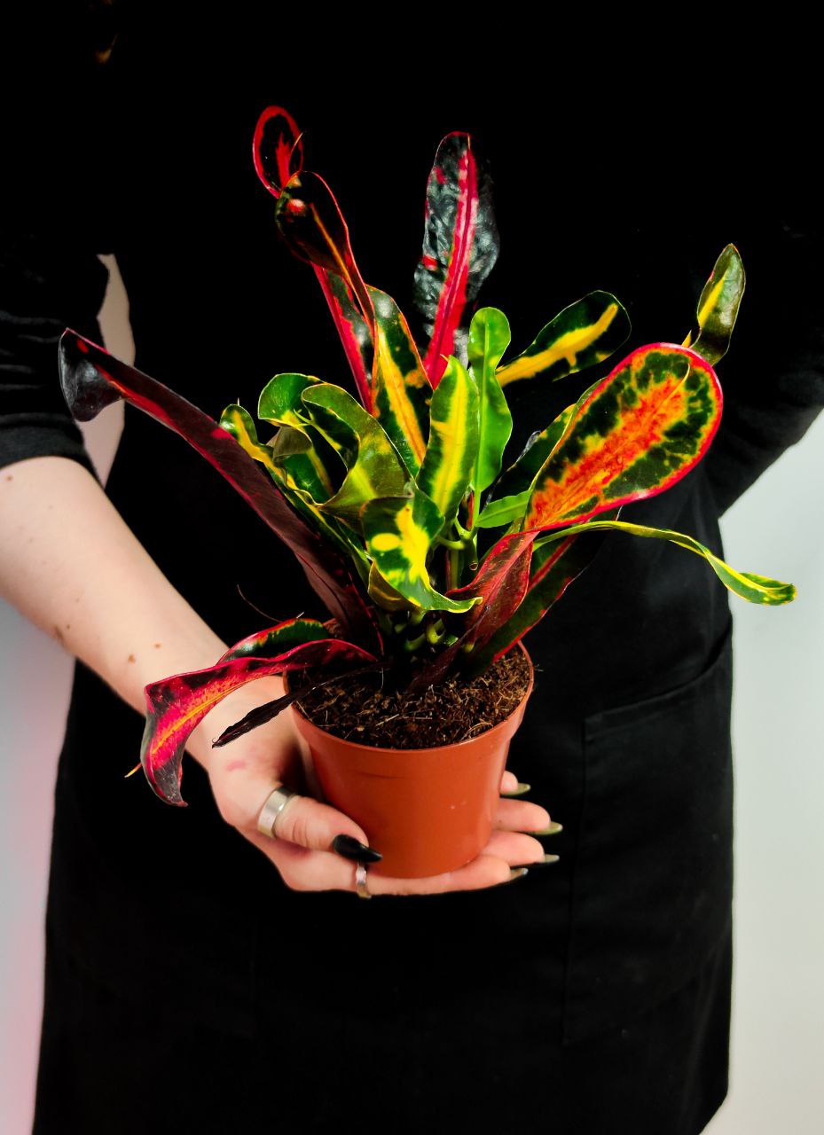 Кодиеум (Кротон) Мамми (Codiaeum Mammy) D9см