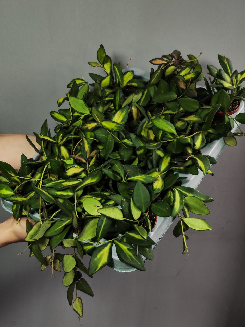 Хойя Буртони Вариегата (Hoya Burtoniae Variegata) D6см