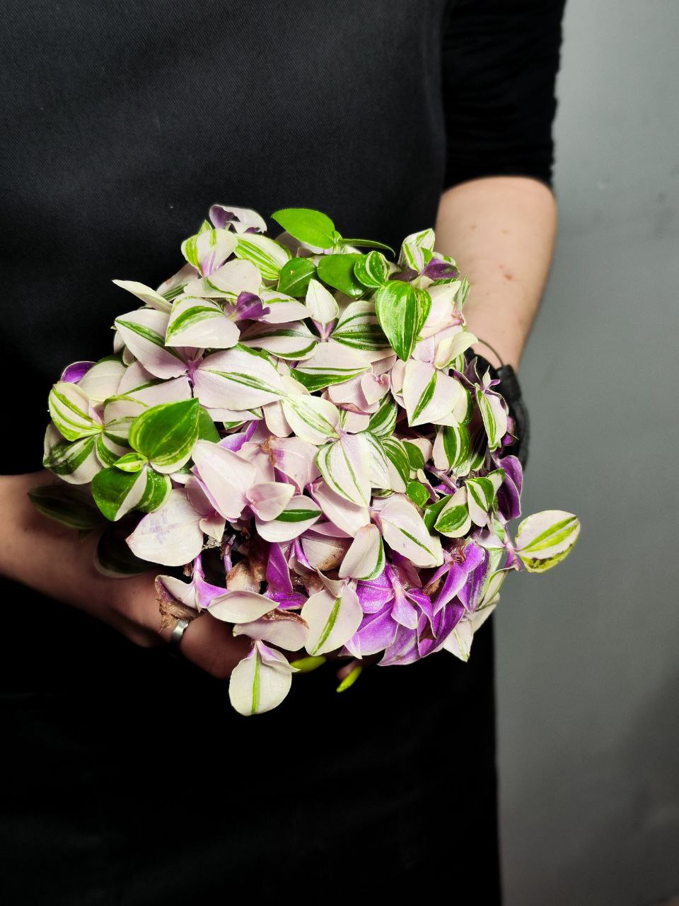 Традесканция Флюминенсис Триколор (Tradescantia Fluminensis Tricolor) D10см