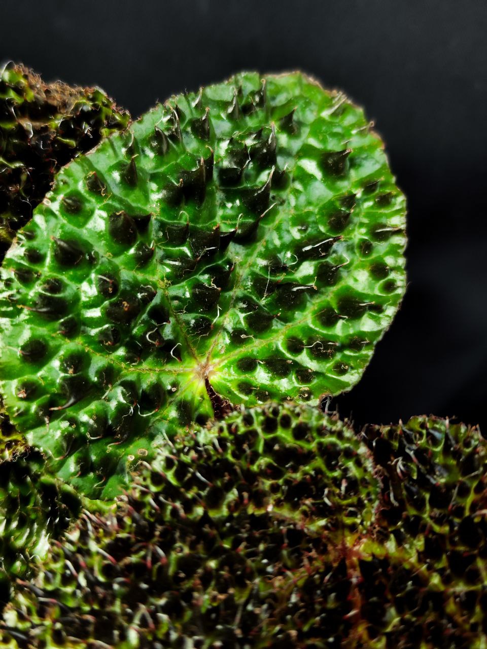 Бегония Ферокс, или Бегония Тролль (Begonia Ferox Troll) D12см