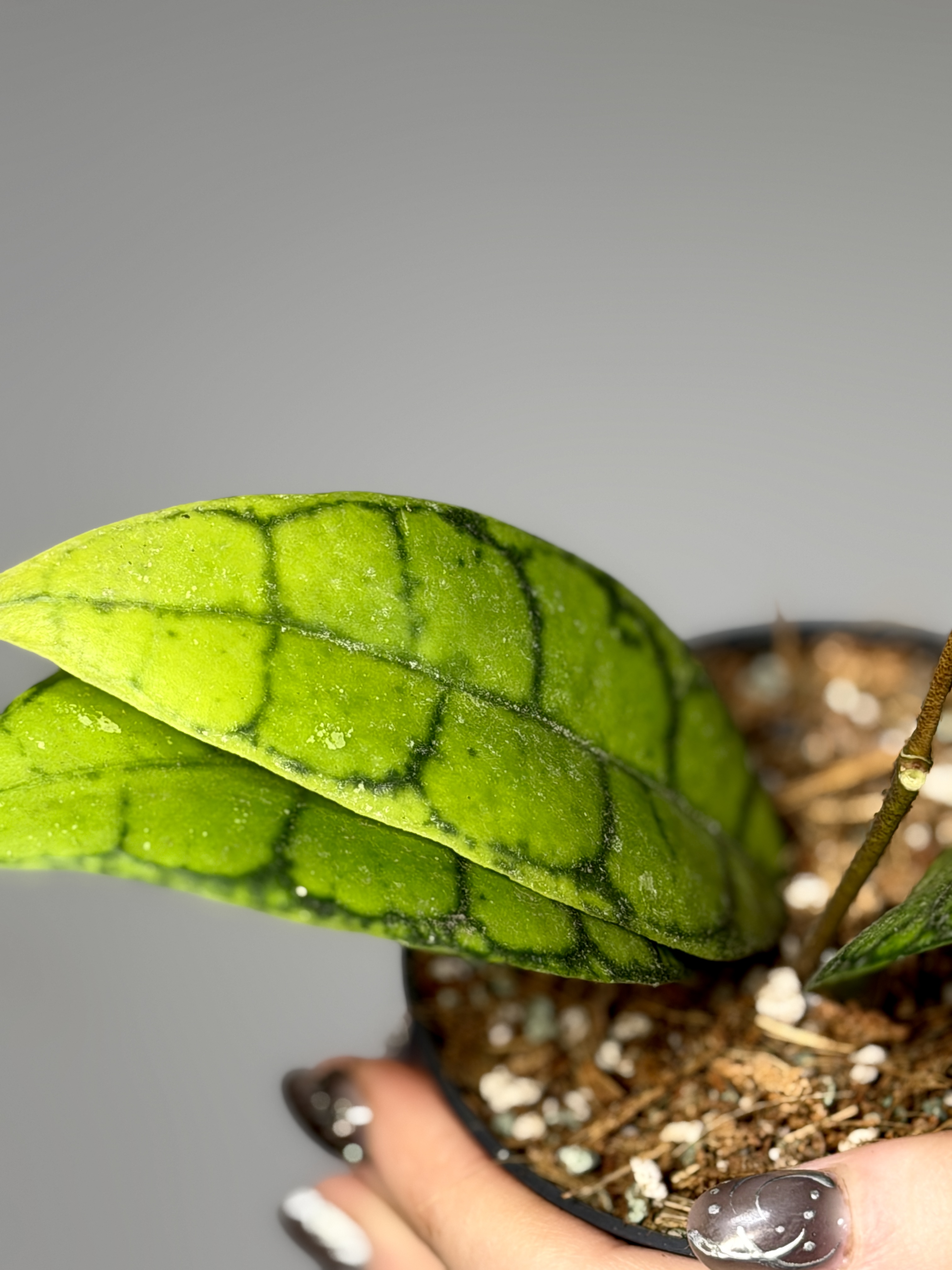 Хойя Блэк Кэт (Hoya Callistophylla Black Cat) D10см