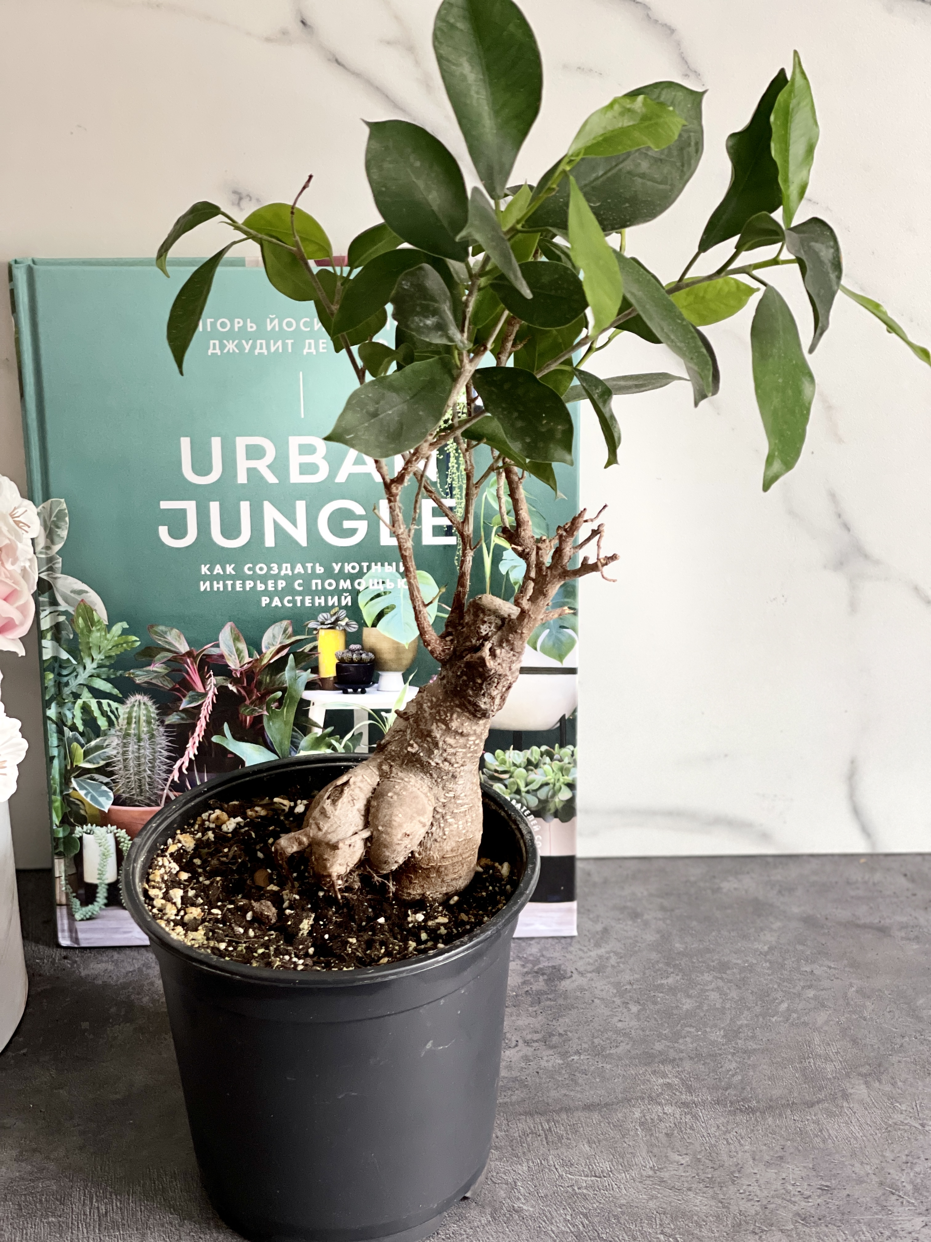 Бонсай Фикус микрокарпа (Ficus microcarpa) D15см (уцененный)