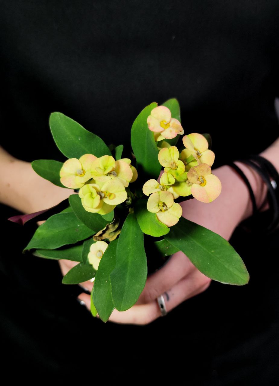 Эуфорбия Миля Персиковая (Euphorbia Milii Hera) D6см