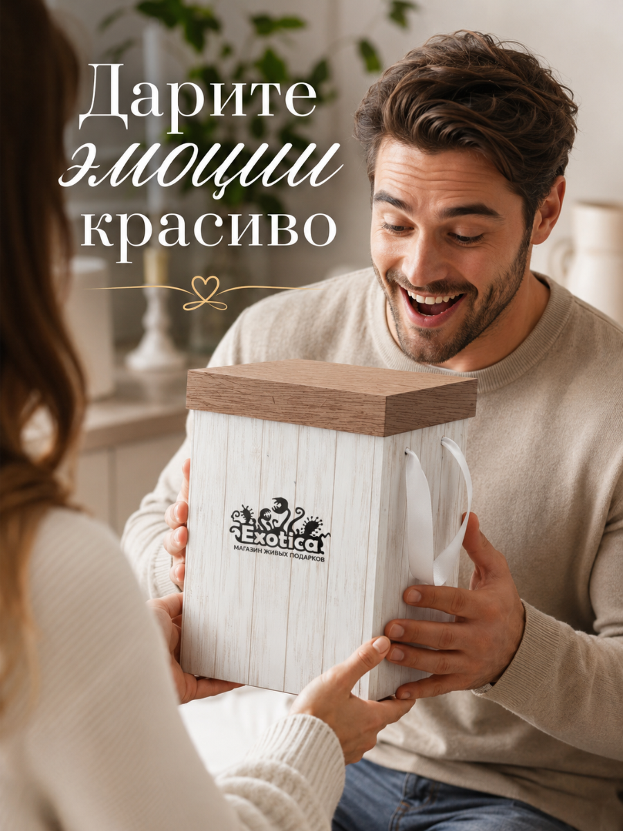 Коробка Подарочная "Доски" 17*25см