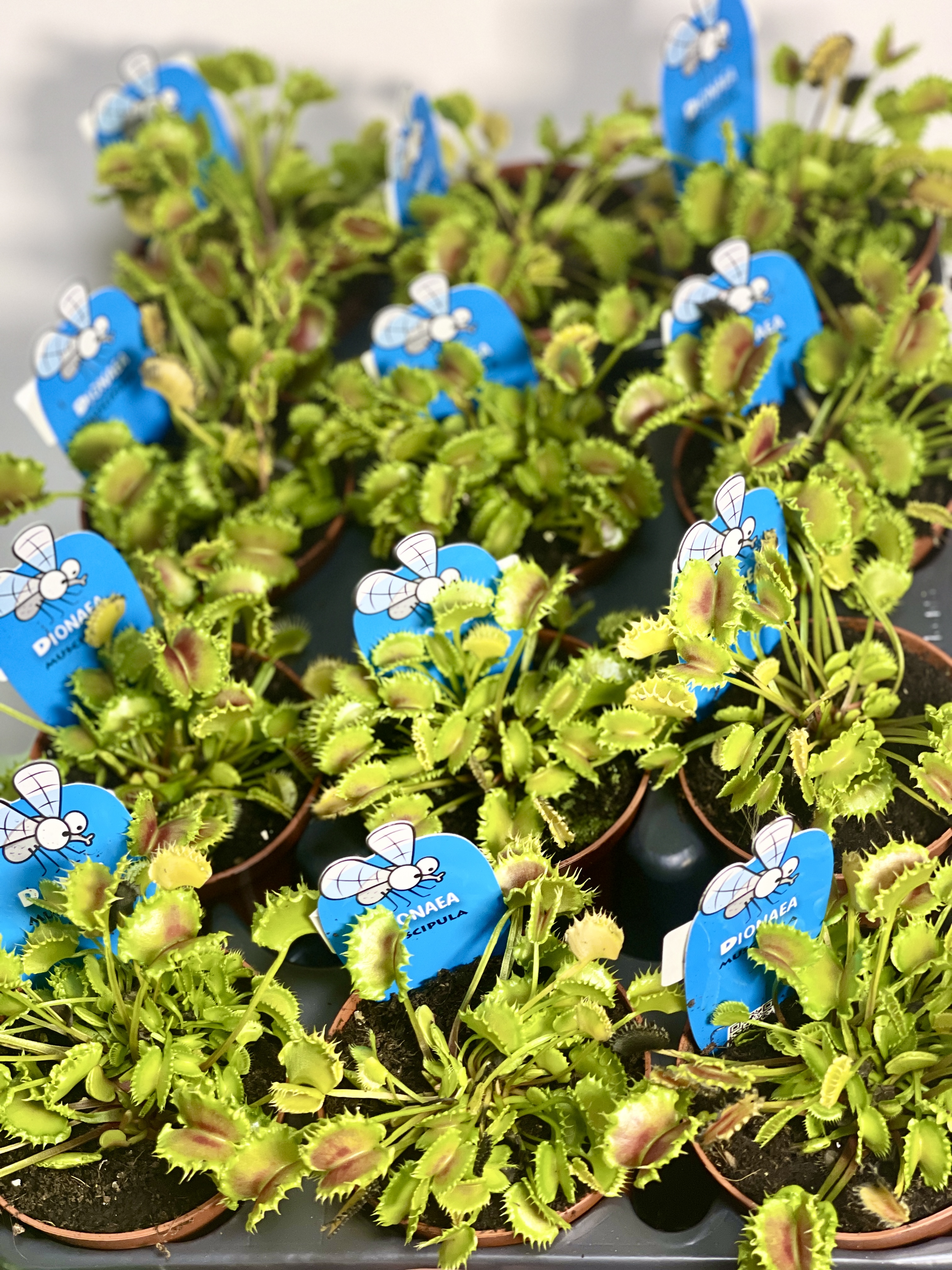 Венерина Мухоловка Зип (Dionaea Muscipula Zipp) D9см