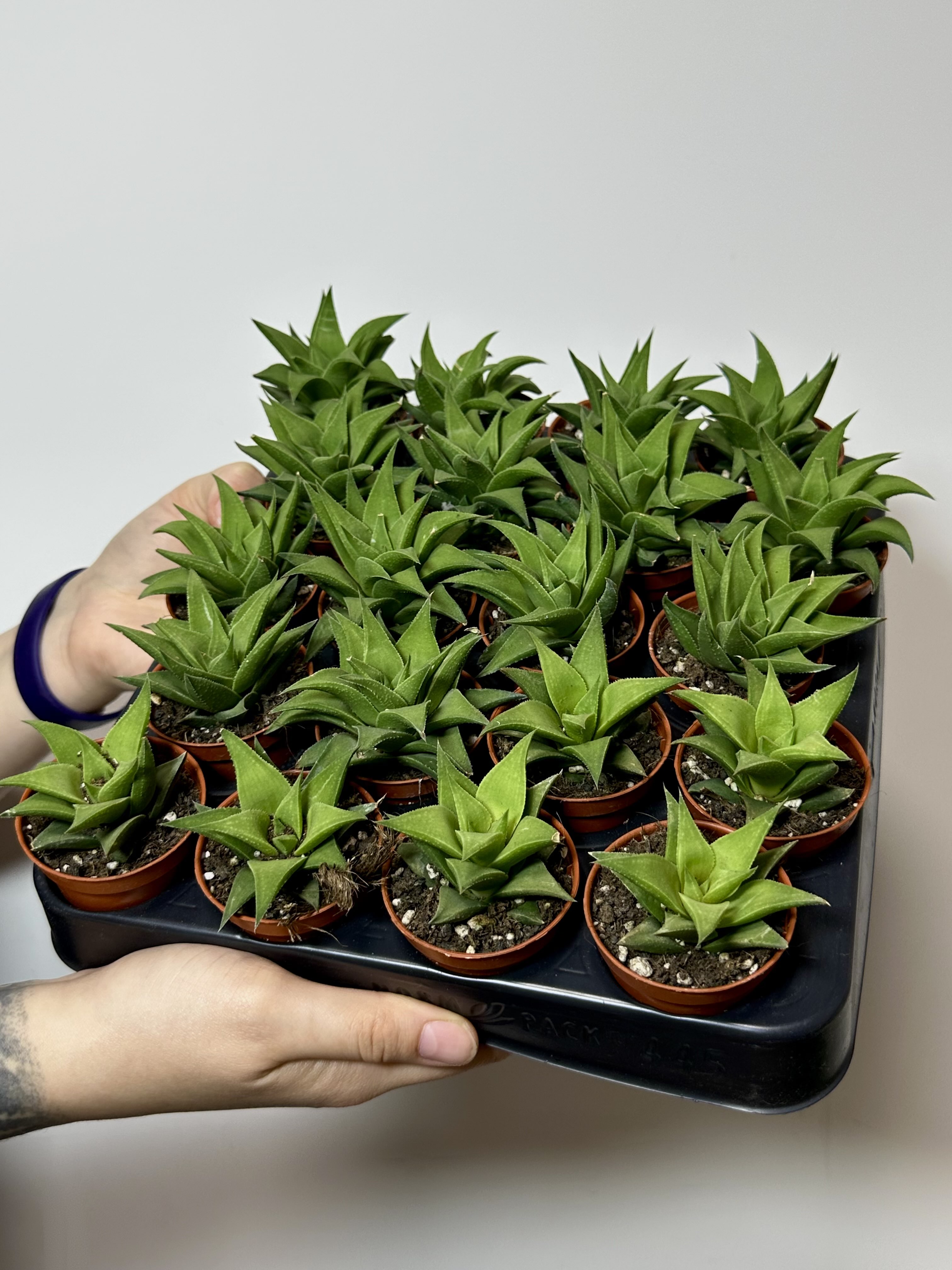 Хавортия Извилистая (Haworthia Tortuosa) D5см