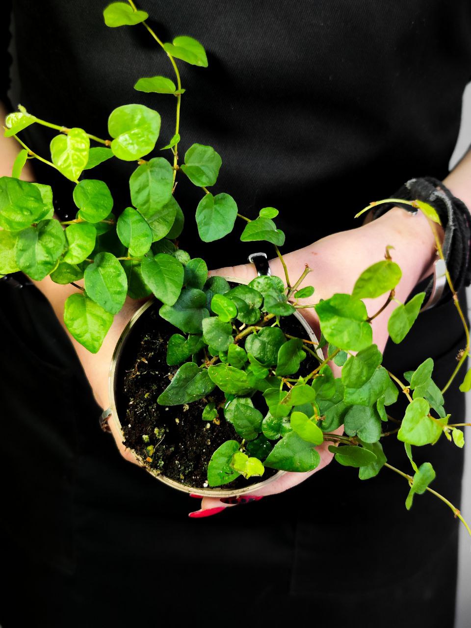 Фикус «Пумила Грин Санни» (Ficus Pumila Green Sunny) D9см