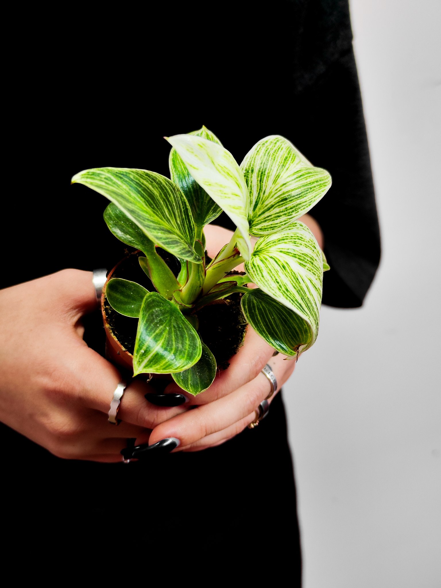 Филодендрон Биркин (Philodendron Birkin) D6см
