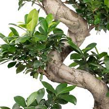 Бонсай Извилистый Фикус (Bonsai Ficus Microcarpa) в керамическом кашпо