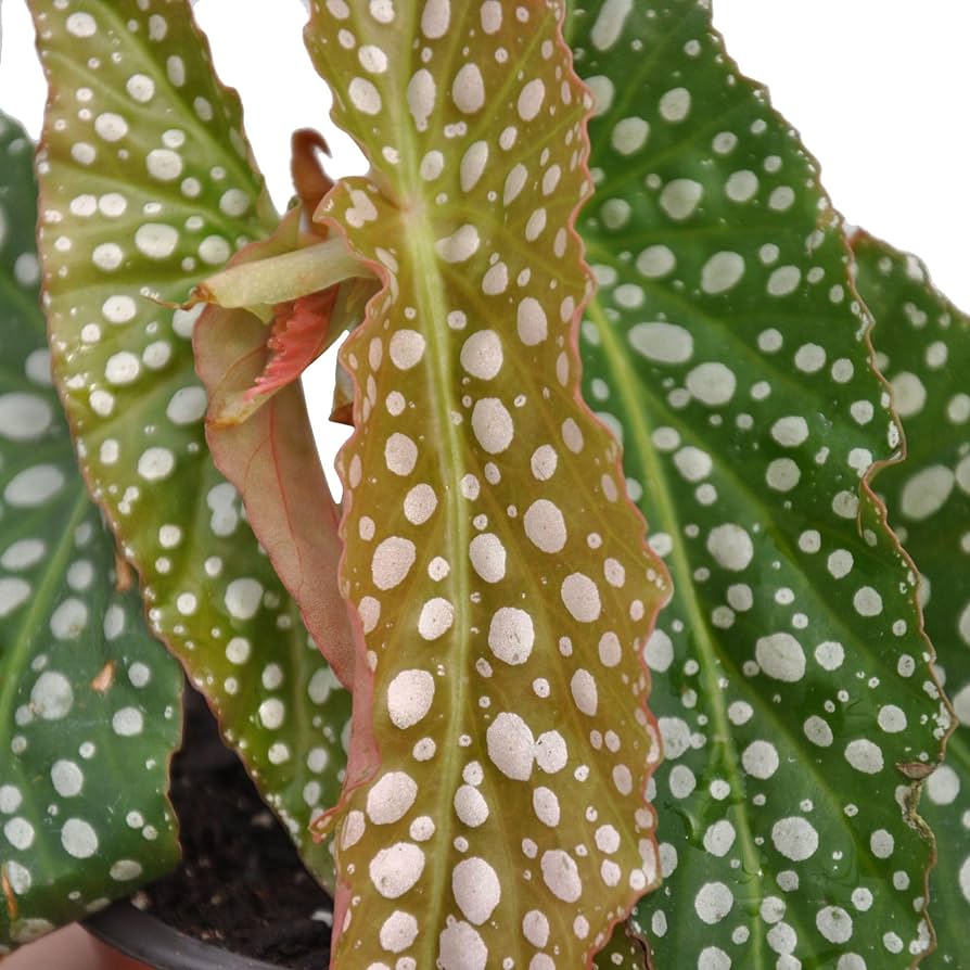Бегония Дабл Дот (Begonia Double Dot) D12см