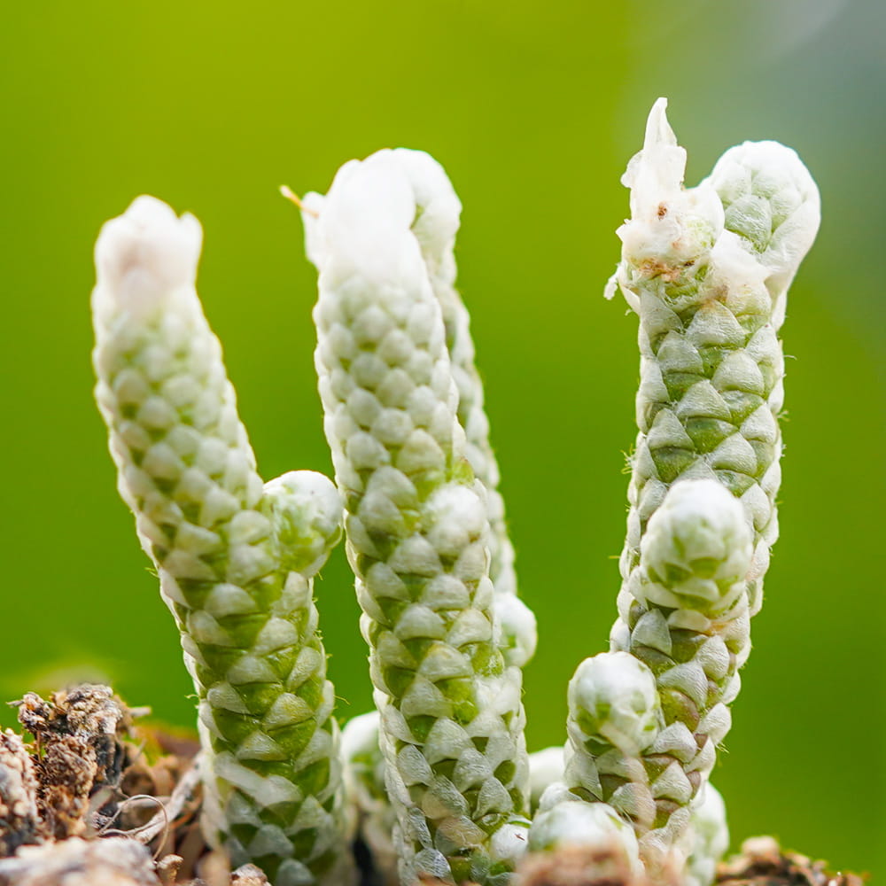 Авония Рекурвата (Avonia Recurvata) D8,5см