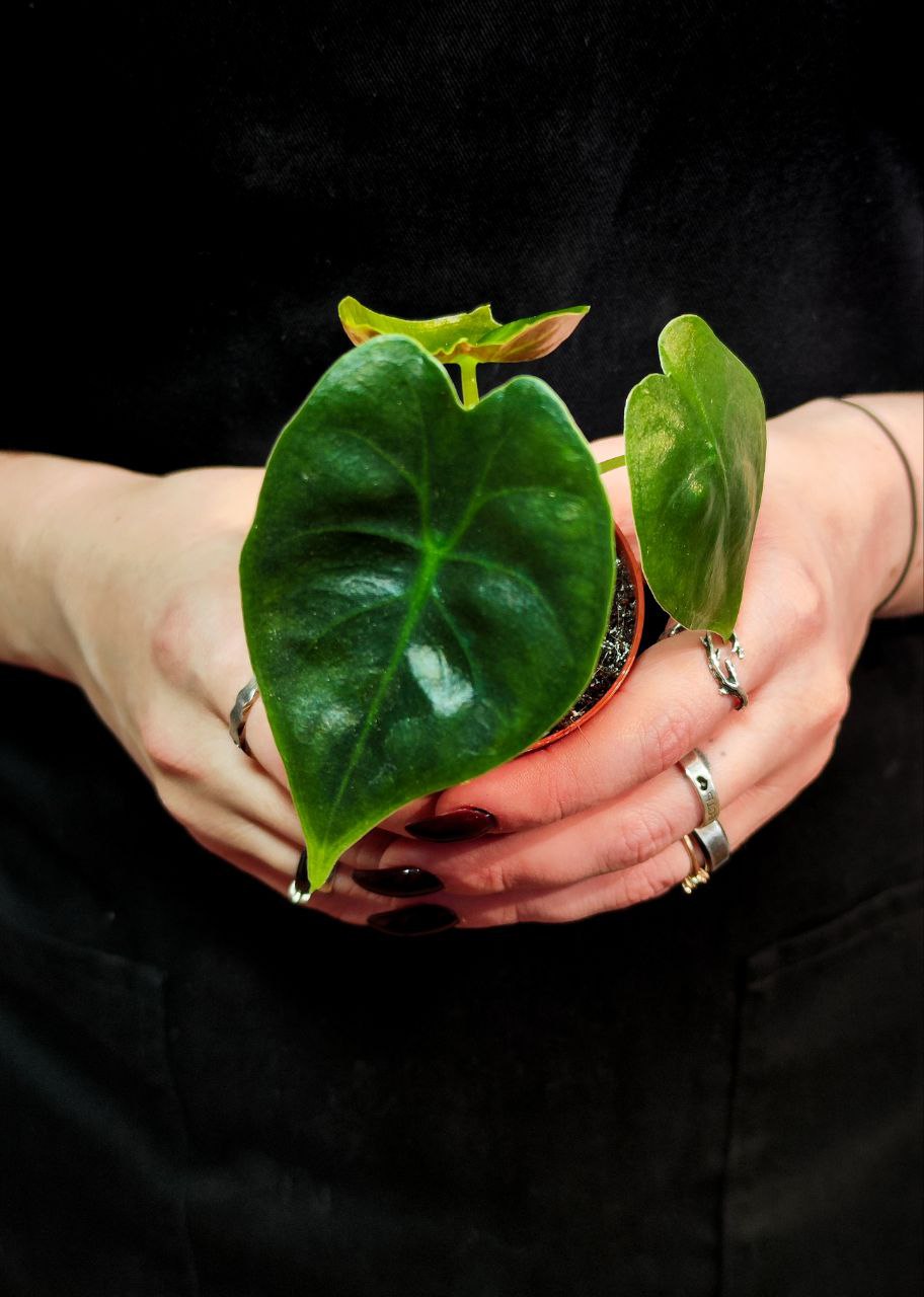 Алоказия Голден Бонни (Alocasia Golden Bone) D6см